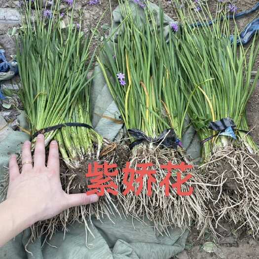 杭州紫娇花