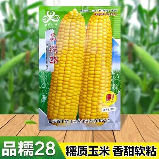 黄糯玉米种籽甜糯玉米种子品糯28四季春季甜玉米农业黏香甜软糯