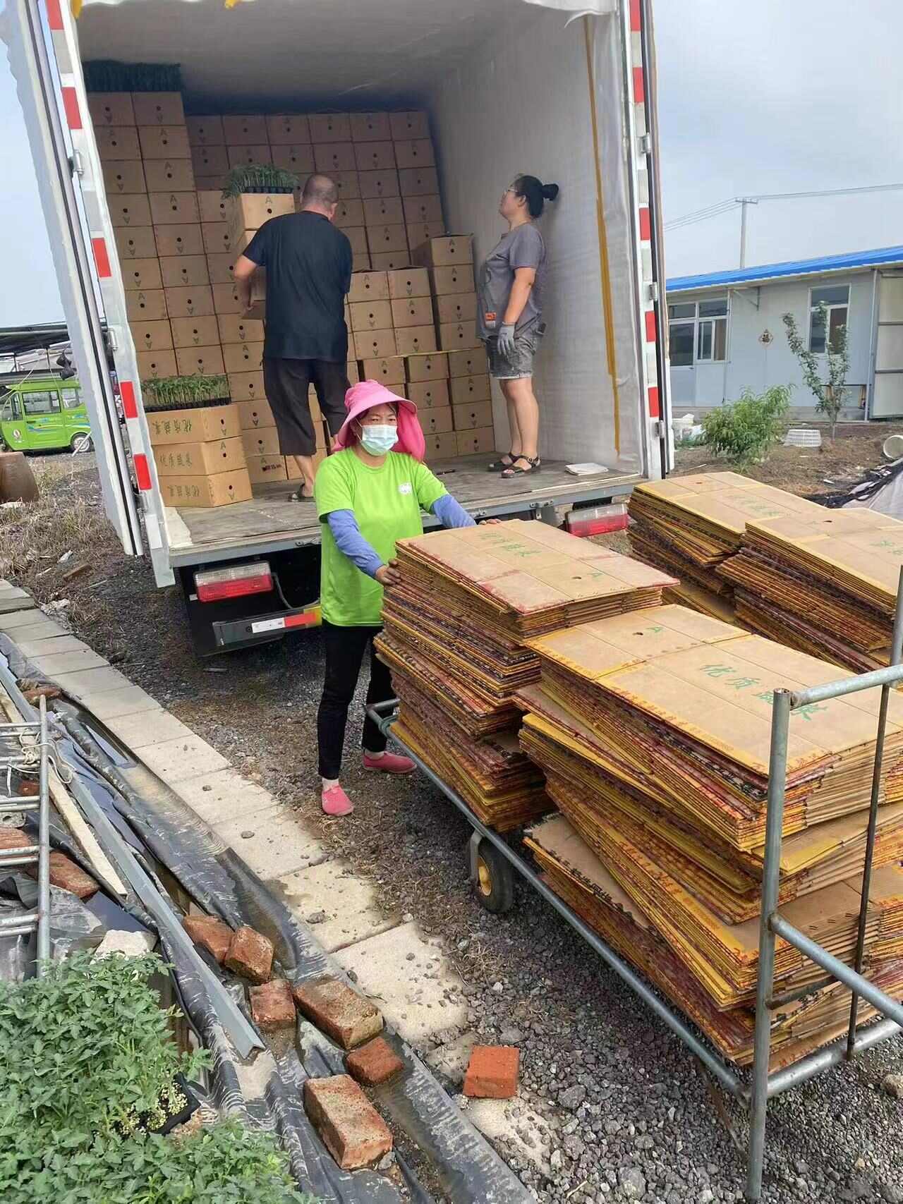 小黄番茄苗小黄西红柿苗小黄圣女果苗小黄金色番茄苗
