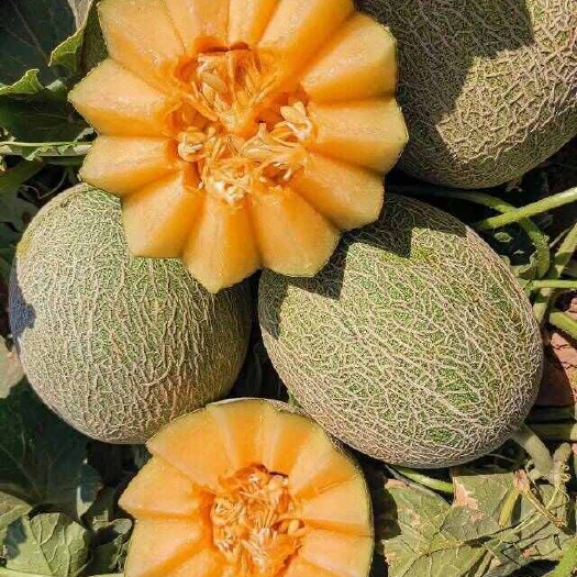 乌鲁木齐新疆哈密瓜吐鲁番西州蜜瓜陆地瓜脆甜多汁顺丰包邮