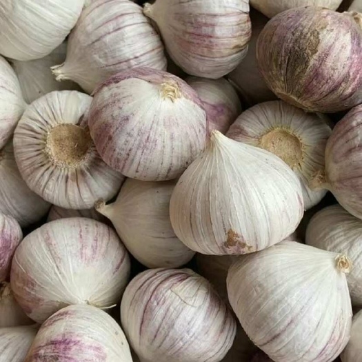 绥中县独头蒜
