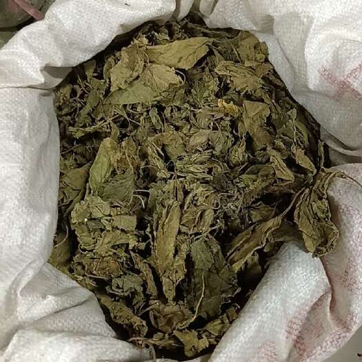 清远桑叶