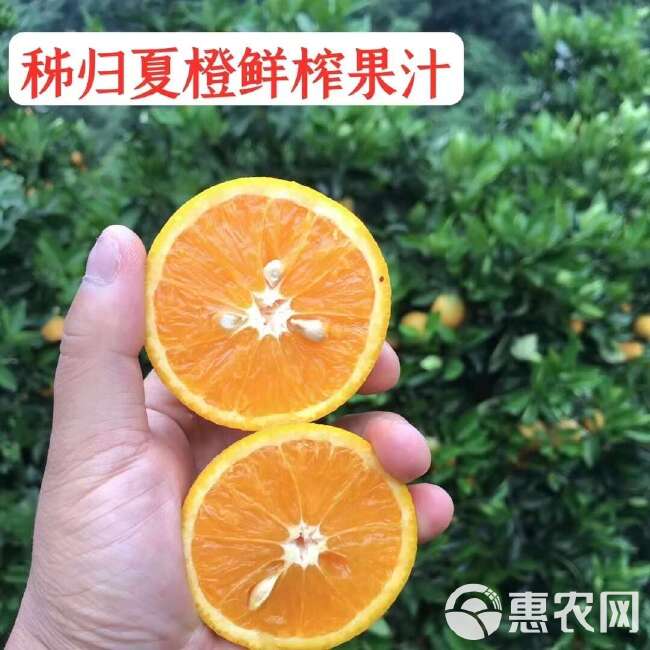 【夏橙】榨汁专用 湖北宜昌秭归 物流发货  产地直销