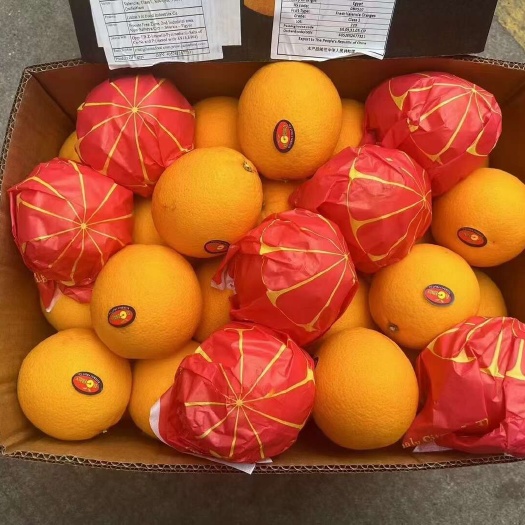 广州埃及糖橙