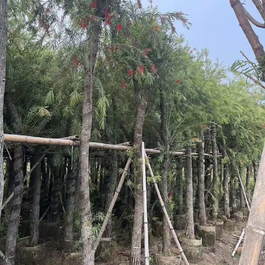 红千层8-12公分