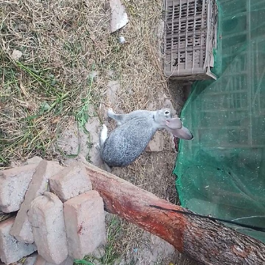 长丰县肉兔种兔 供应各种优质种兔