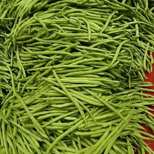 长阳县小金豆，红花百夹，四季豆。