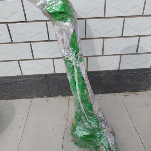  冬枣树苗