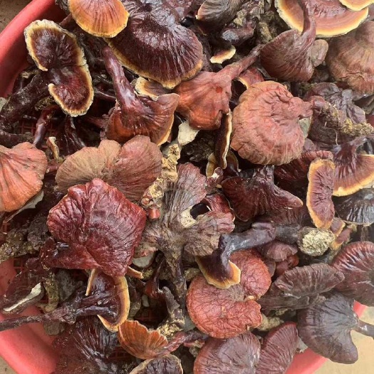 昆明西藏金边白心灵芝
