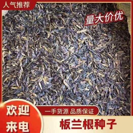 安国市精品优质板蓝根种子 新产 纯新种子 芽率高 可在线交易