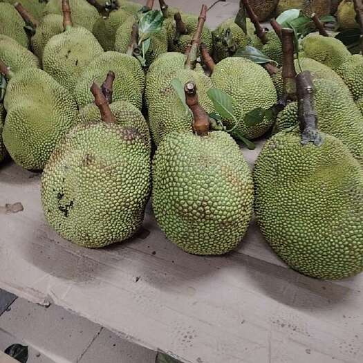 阳江红丰1号无胶菠萝蜜