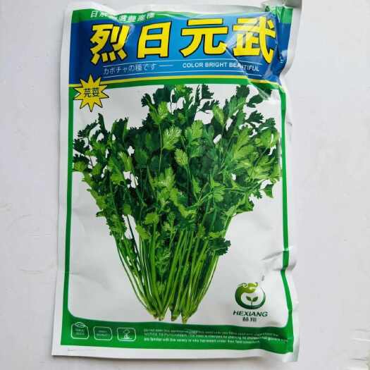 南京烈日元武大叶香菜种子芫荽种籽抗病耐热耐寒直立香菜大田种孑