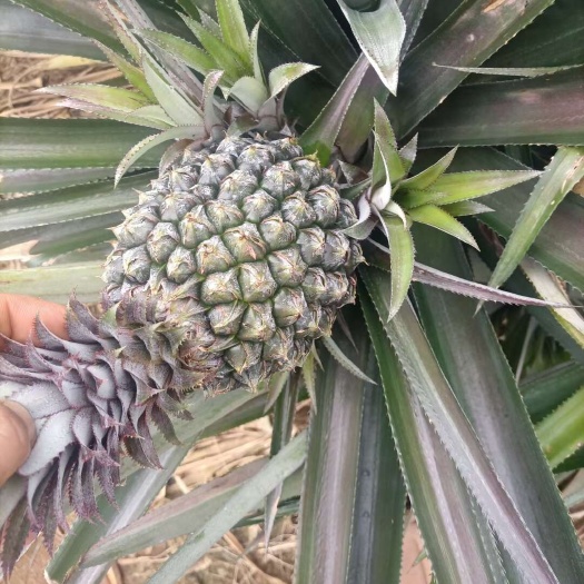 凤梨菠萝……