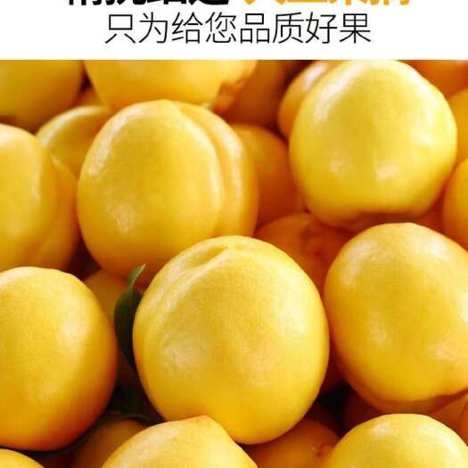 蒙阴县蒙阴水蜜桃 黄金油桃  黄金油蟠桃
