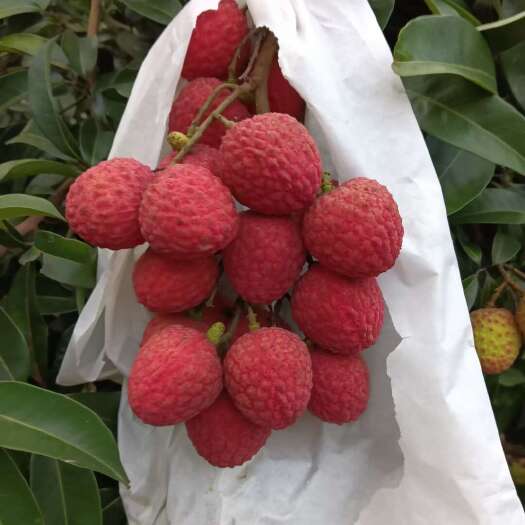 高州市岭丰糯荔枝 糯米糍荔枝果大核小 厚肉多汁 清甜爽口 冰袋保鲜