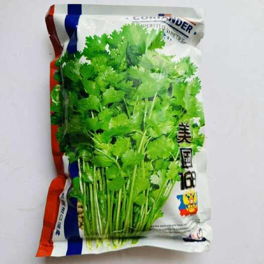 南京美国168大叶香菜种子铁杆香菜芫荽种子耐热耐寒耐抽苔四季
