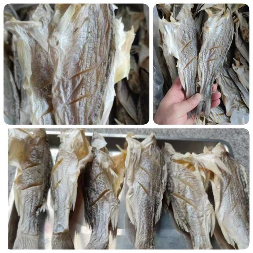 海鲈鱼干 展会 地摊 电商 无头海鲈鱼干 鲈鱼片 开肚海鲈鱼