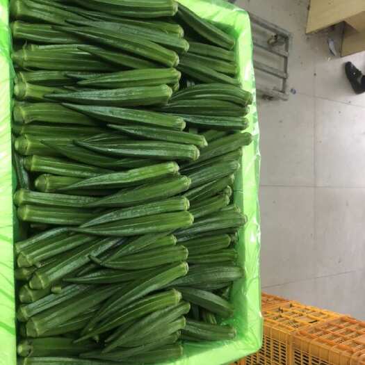 漳州水果秋葵精品货10-15