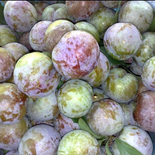 翁源县三华李