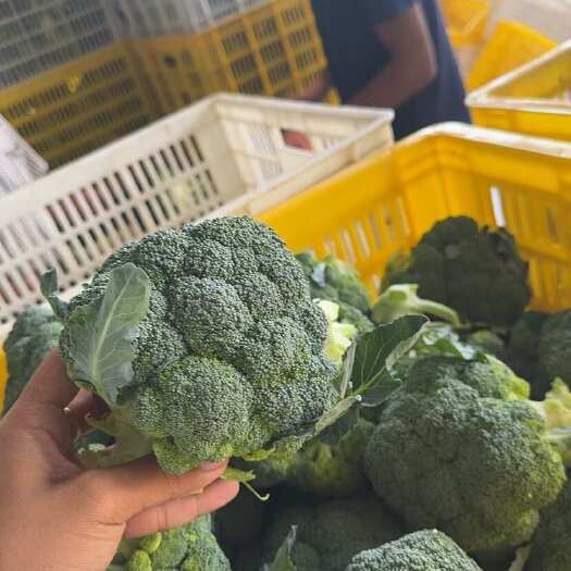 贺兰县精品西兰花