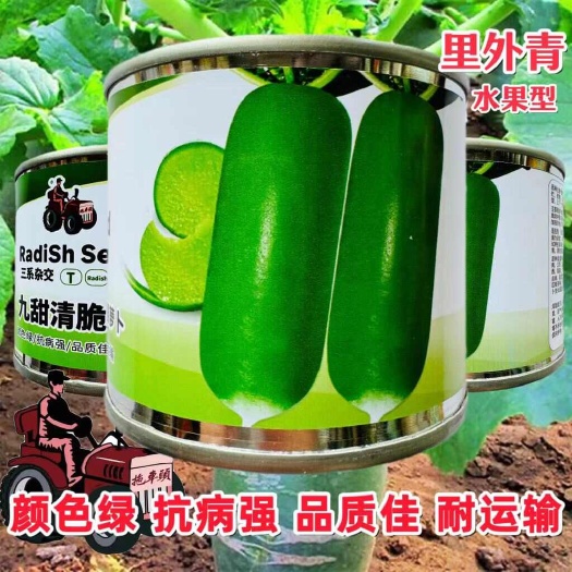 宿迁拖车头九甜清脆青萝卜种子水果青萝卜种子绿皮绿肉萝卜种子