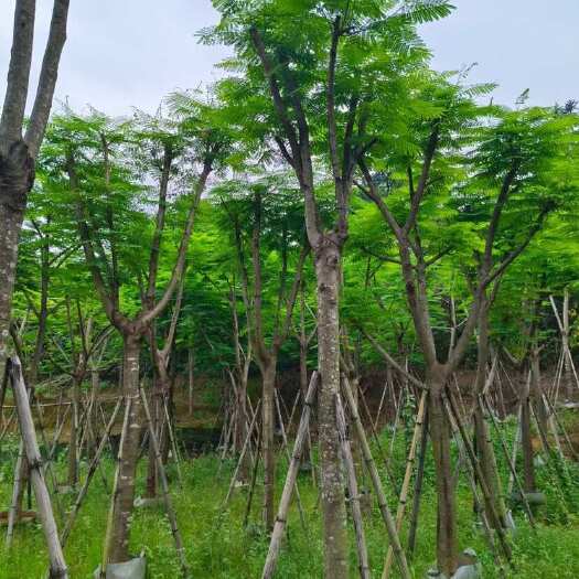 普宁市凤凰木12-15分