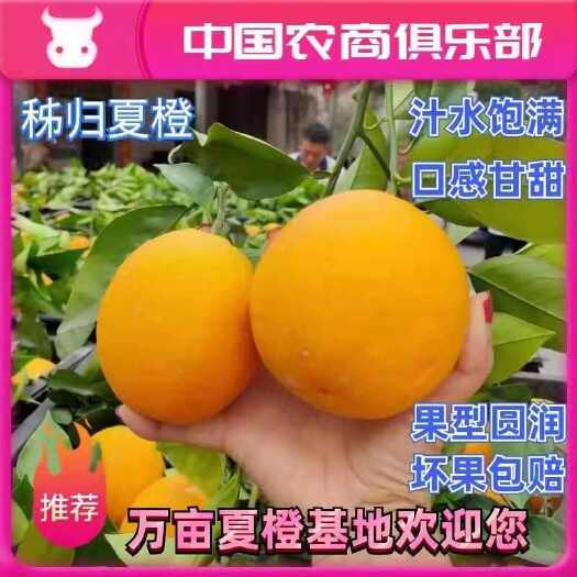 秭归县夏橙秭归夏橙蜜奈夏橙 黄金酸甜比 对接电商社团批发商超出口