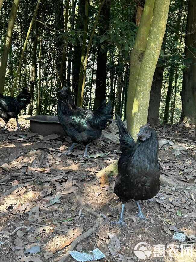 乌蒙山上放乌骨鸡、母鸡（现宰现发、真空发货、不含内脏）