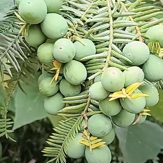 嵊州市香榧种苗，香榧干果
