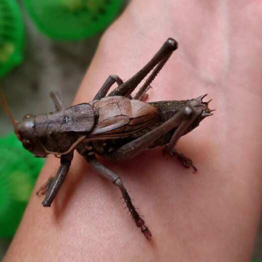 洪洞县铁皮蝈蝈