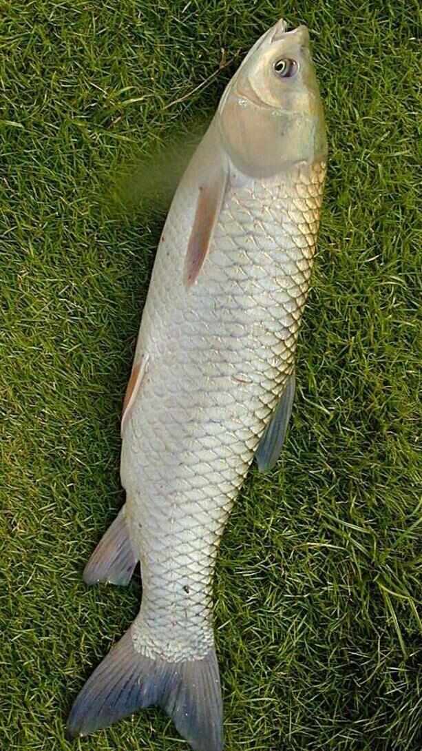 有大量草鱼2.5斤到3斤，有20万今