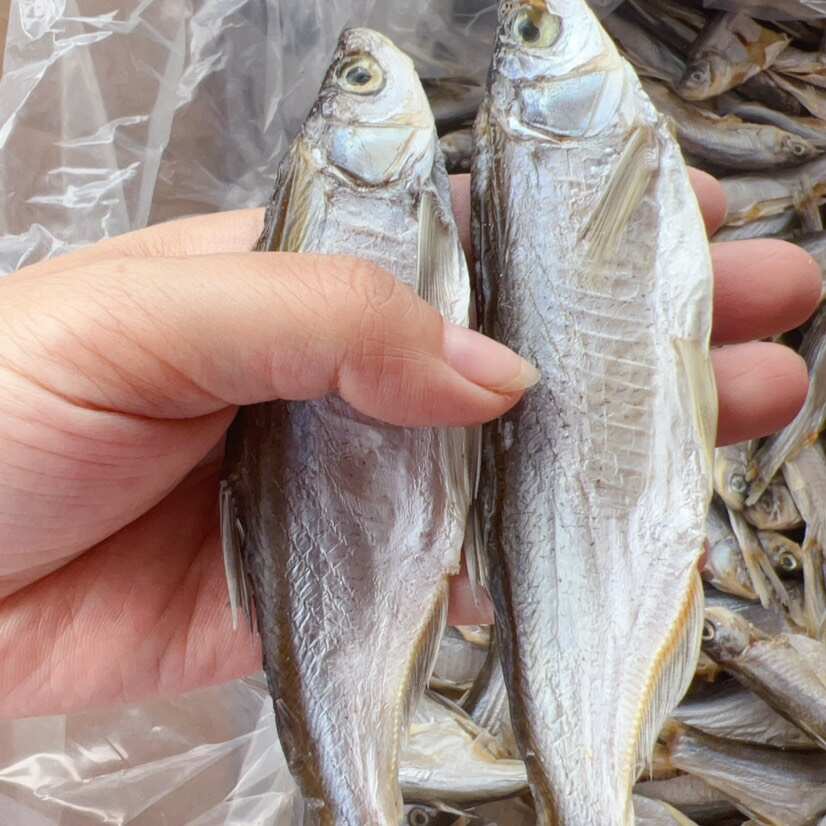 生晒淡干白条鱼干 展会 地摊 电商 刁子鱼干 批发 餐条鱼干