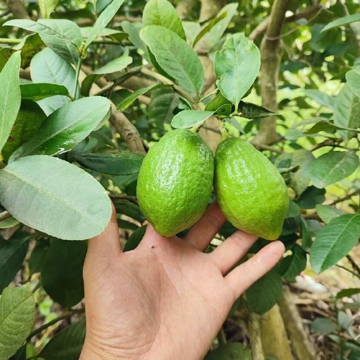 海丰县香水柠檬