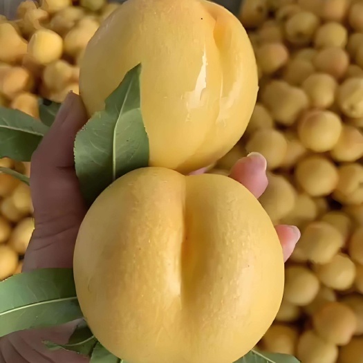 8-44大黄油