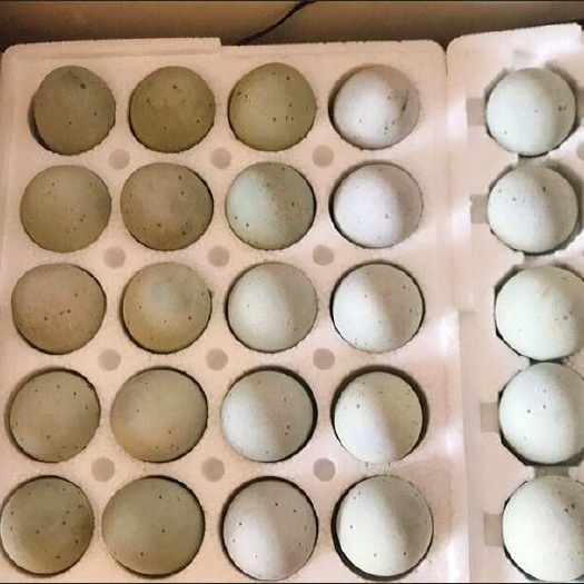 泗水县皮蛋厂家直销，5毛一个60克到75克。支持电商一件代发批发
