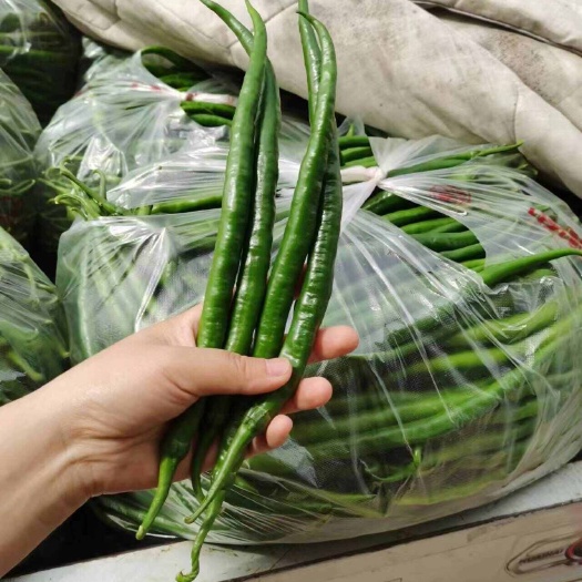 商丘青线椒，香辣无渣，好吃不贵