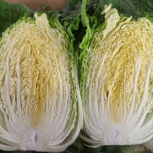靖边县黄心大白菜