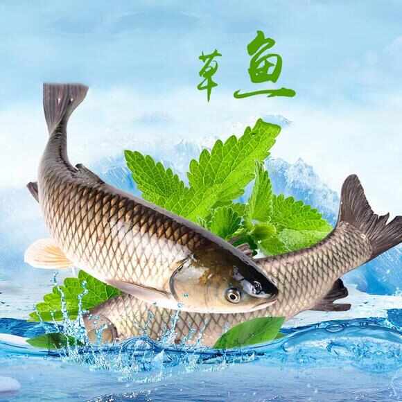 有大量草鱼2.5斤到3斤，有20万今