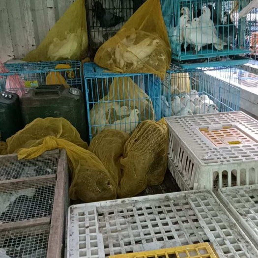 漳浦县鸽子肉鸽