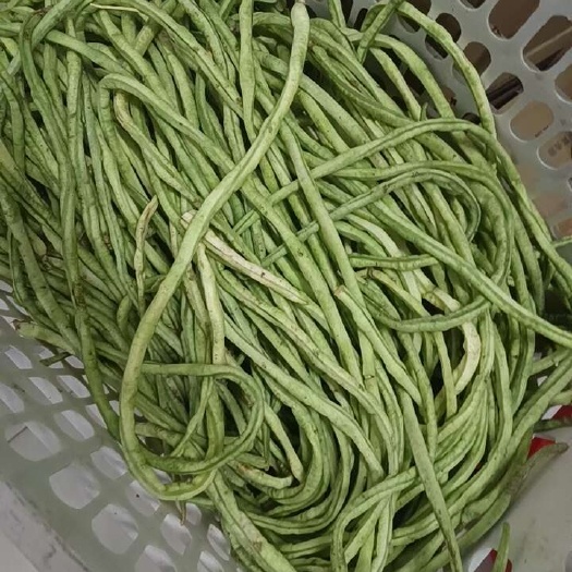 合肥豆角
