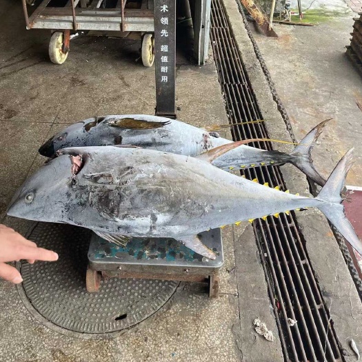 广州超低温冷冻黄鳍金枪鱼