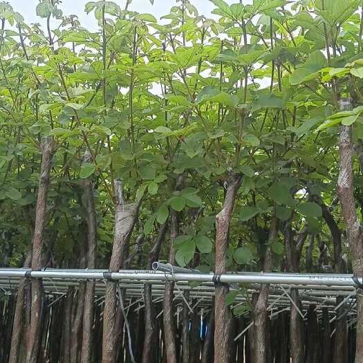 普宁市黄花风铃木（3-5分）