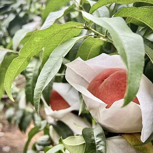 简阳市蜜桃
