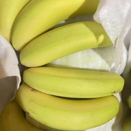 上海精品二黄蕉 量大从优 果面干净 无黑斑 黑心