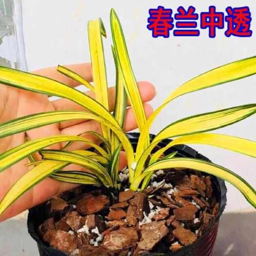 南靖县兰花苗矮种春兰黄金中透线艺富贵阳光绿植花卉盆栽阳台电脑桌客厅