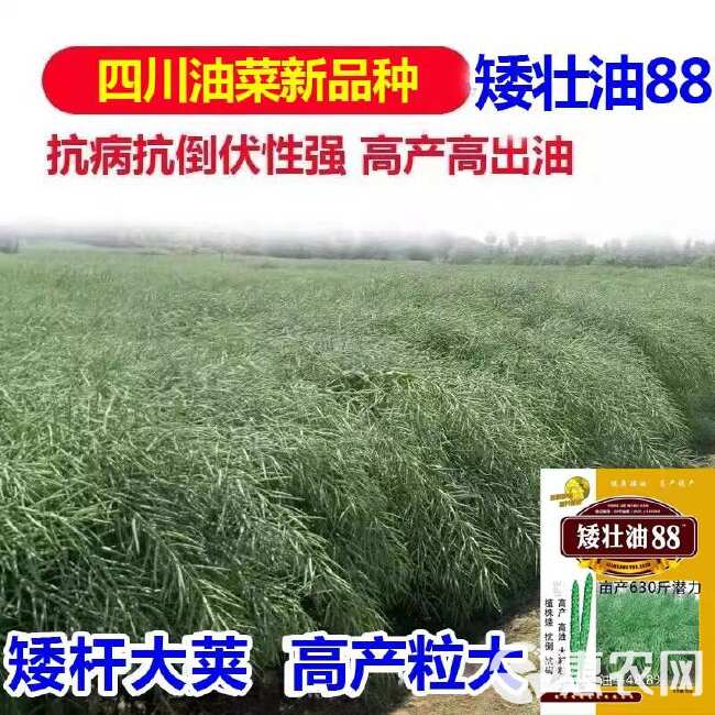 矮壮油88油菜种子 德5油778油菜种子矮杆高油油菜籽种子