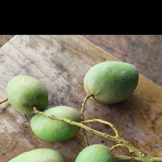 田东县贵妃，金煌台芒