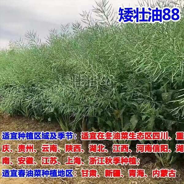 矮壮油88油菜种子 德5油778油菜种子矮杆高油油菜籽种子