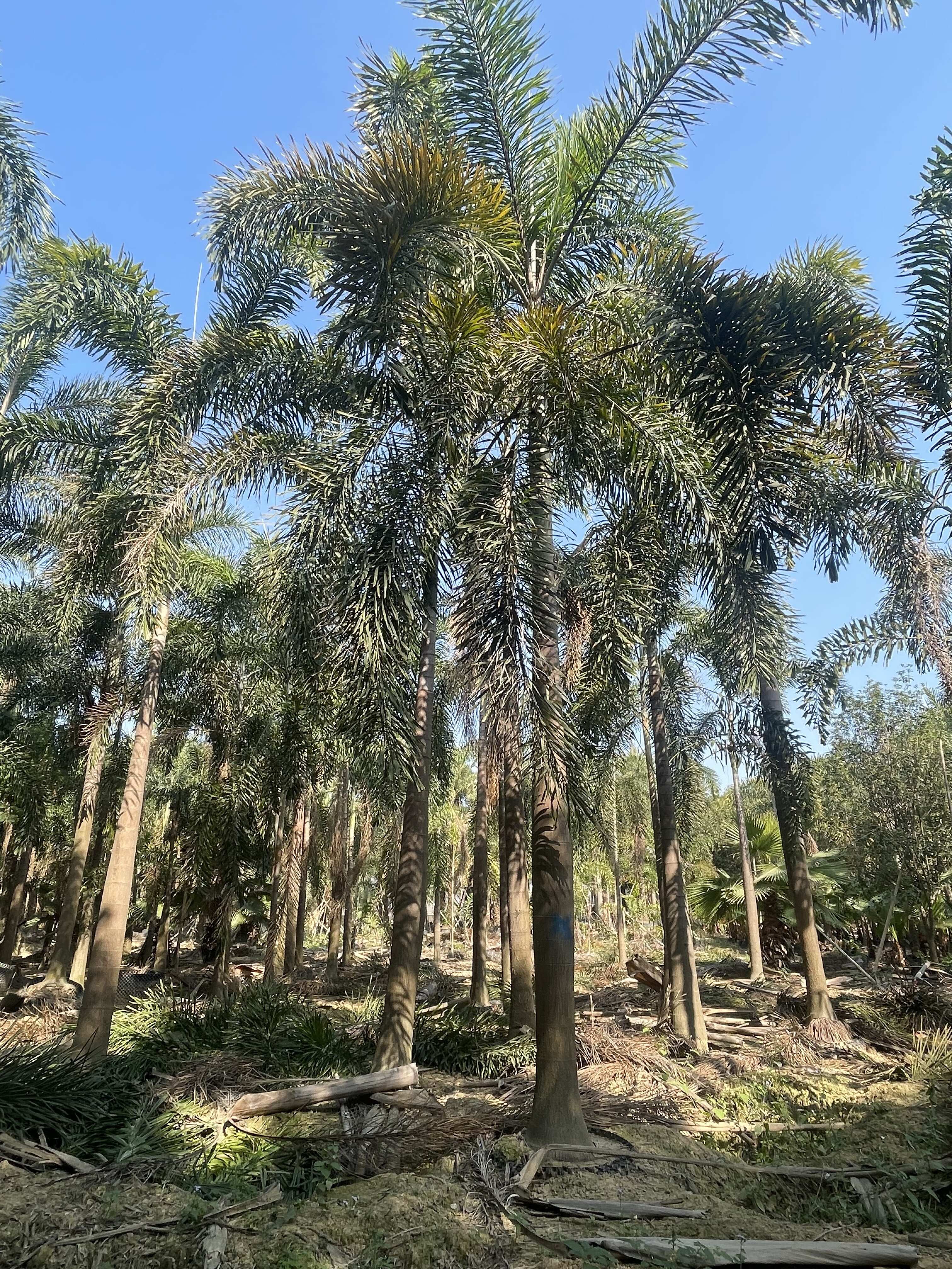 自家種植狐尾椰子