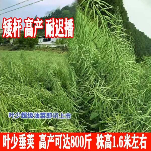 旱地山地坡地油菜种子神鑫油2号油菜籽种子矮杆耐迟播油菜籽种子